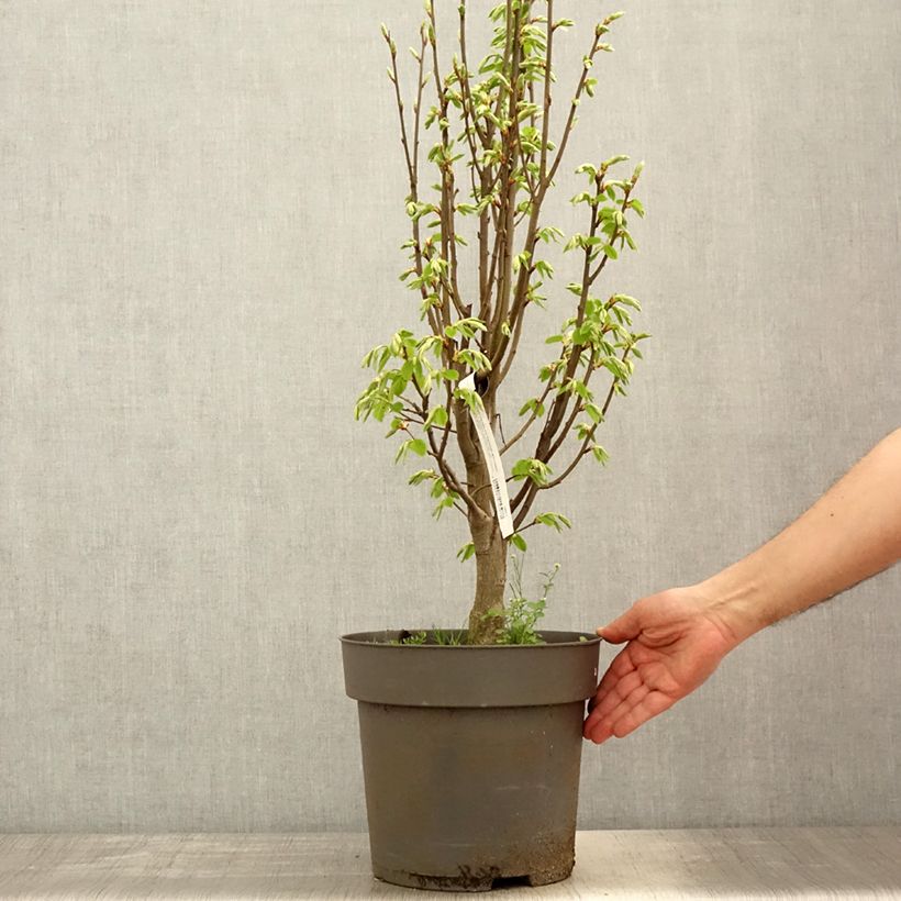 Carpinus betulus Fastigiata Monument - Hornbeam 6L/7L pot sample as delivered in spring
