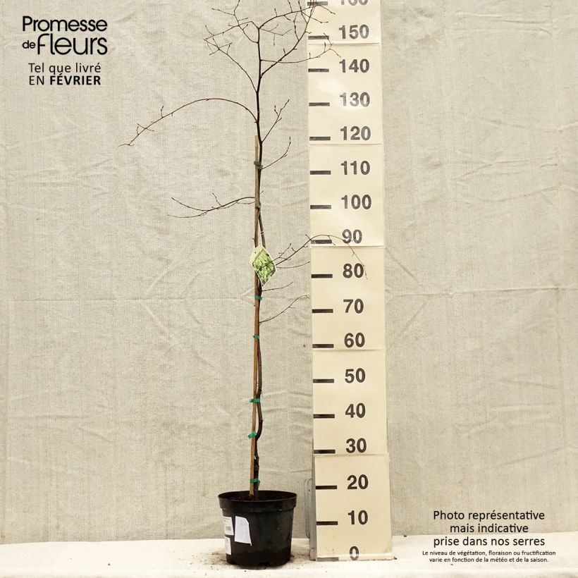 Carpinus betulus Foliis Argenteovariegatis Pendula - Hornbeam 4L/5L pot sample as delivered in winter