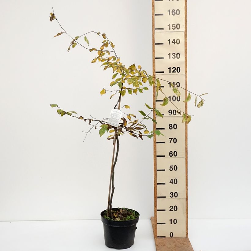 Carpinus betulus Foliis Argenteovariegatis Pendula - Hornbeam 4L/5L pot sample as delivered in autumn