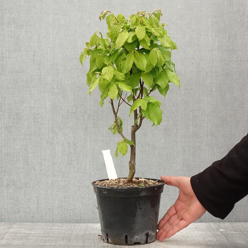 Carpinus betulus Monumentalis - Hornbeam 2L/3L pot sample as delivered in spring