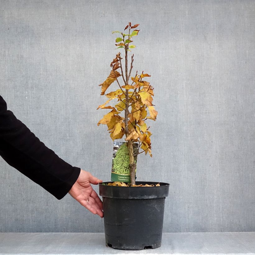 Carpinus betulus Monumentalis - Hornbeam 7.5L/10L pot sample as delivered in autumn