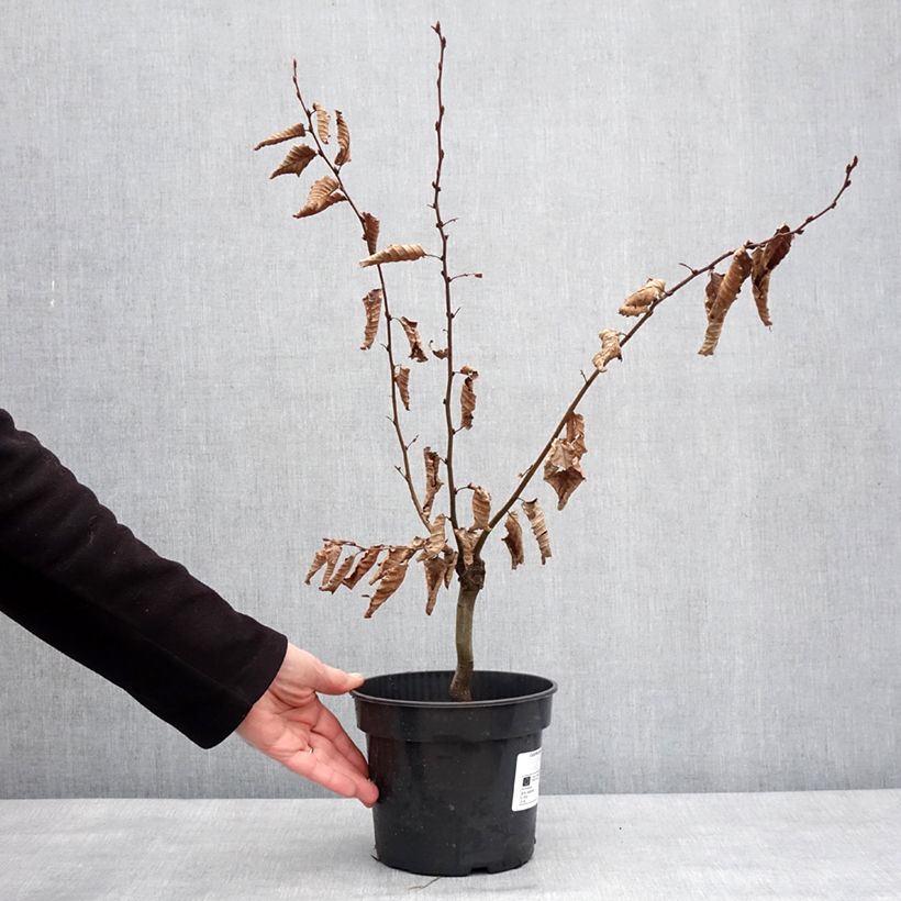 Carpinus betulus Monumentalis - Hornbeam 3L/4L pot sample as delivered in winter
