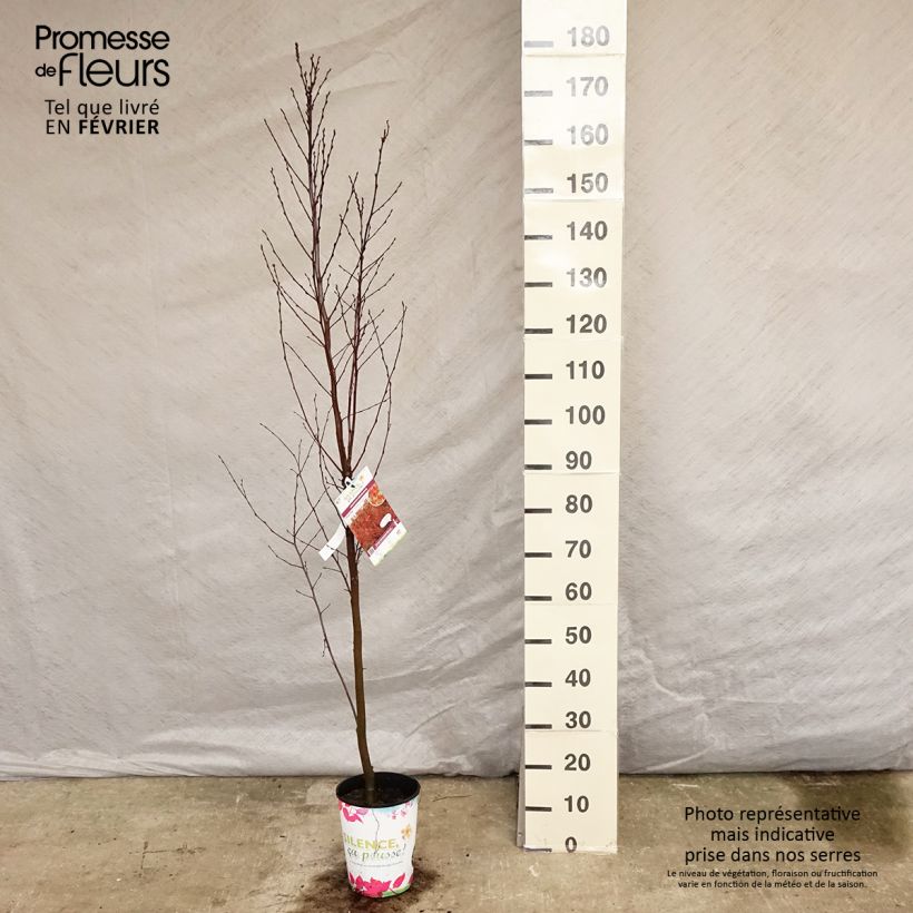 Carpinus betulus Orange Retz - Hornbeam 4L/5L pot sample as delivered in winter