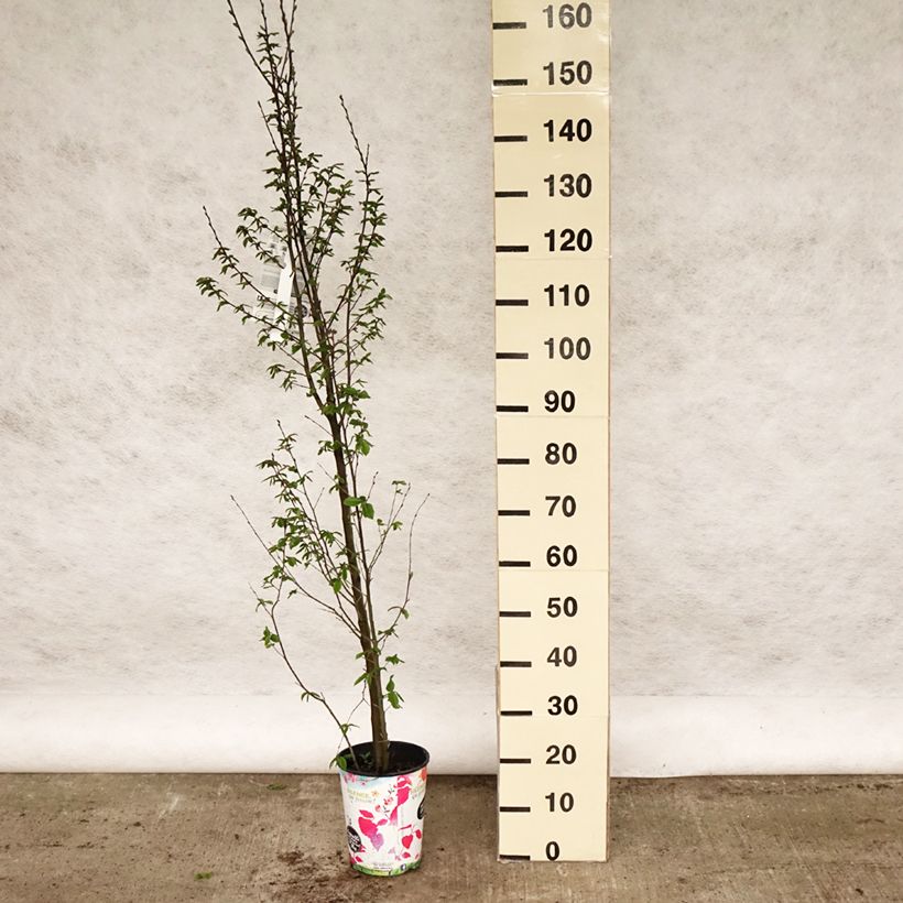 Carpinus betulus Orange Retz - Hornbeam 4L/5L pot sample as delivered in spring