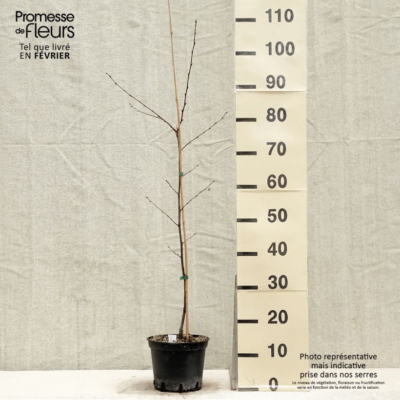 Carpinus betulus Quercifolia - Hornbeam 2L/3L pot sample as delivered in winter