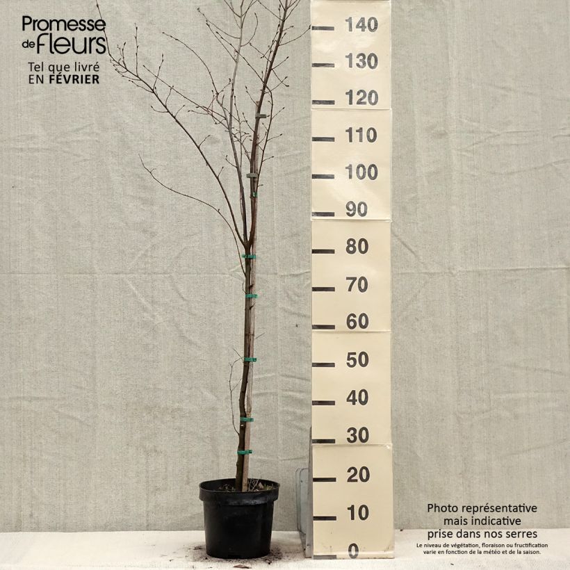 Carpinus betulus Quercifolia - Hornbeam 4L/5L pot sample as delivered in winter