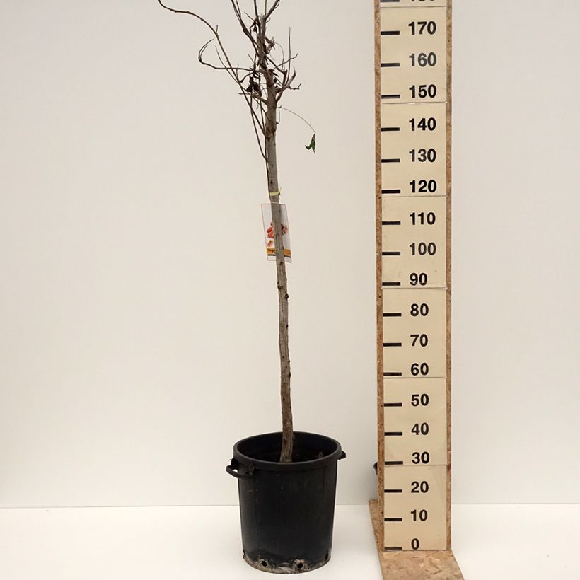 Carya illinoinensis 20L/25L pot sample as delivered in winter