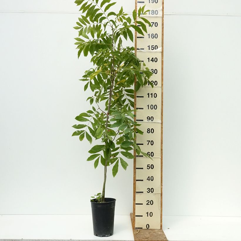 Carya illinoinensis 3L/4L pot sample as delivered in summer