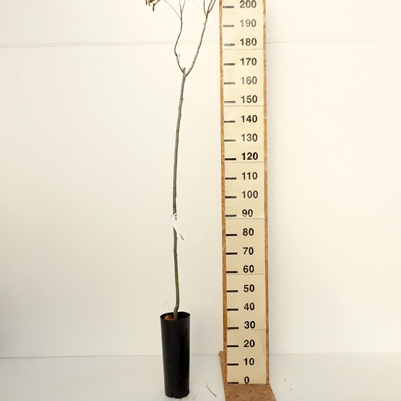 Carya illinoinensis Pawnee - Pecan Tree 6L/7L pot sample as delivered in autumn