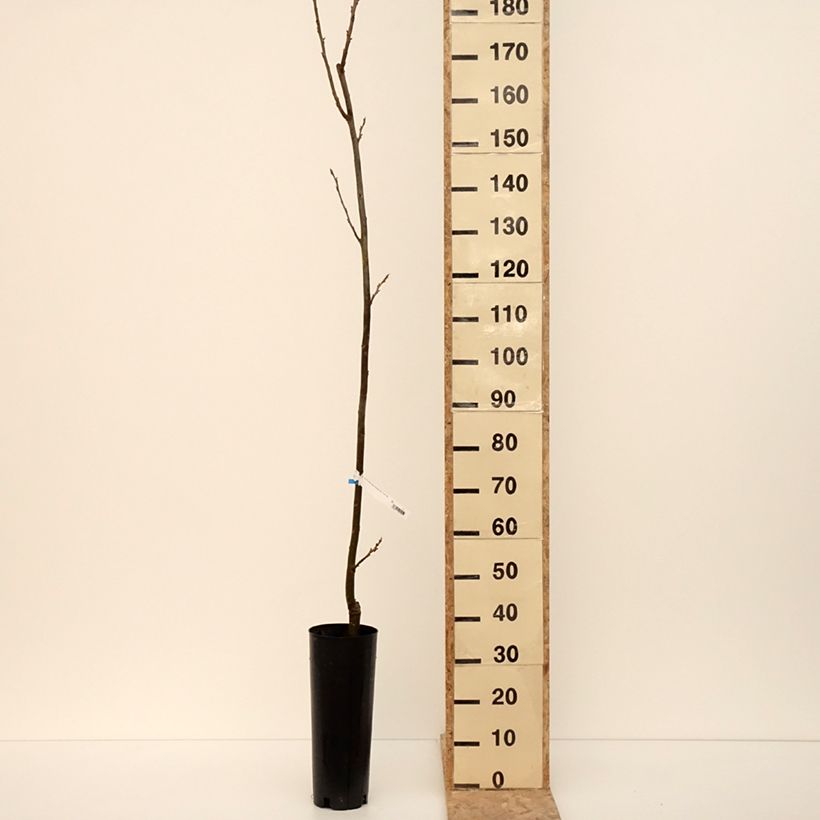 Carya illinoinensis Pawnee - Pecan Tree 4L/5L pot sample as delivered in winter