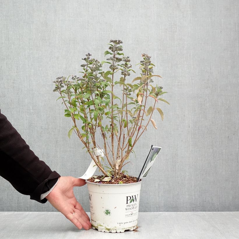 Caryopteris clandonensis Beyond Midnight - Bluebeard 3L/4L pot sample as delivered in autumn