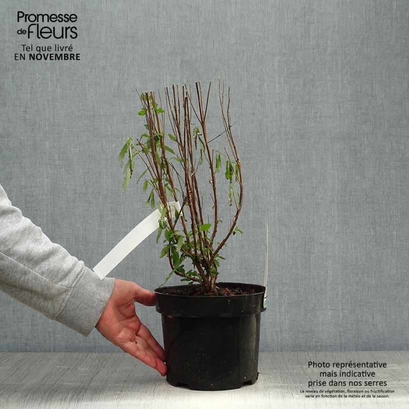 Caryopteris clandonensis Blue Balloon - Bluebeard 2L/3L pot sample as delivered in autumn