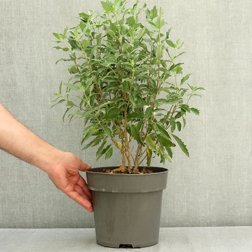 Caryopteris x clandonensis Dark Knight - Bluebeard 4L/5L pot sample as delivered in summer
