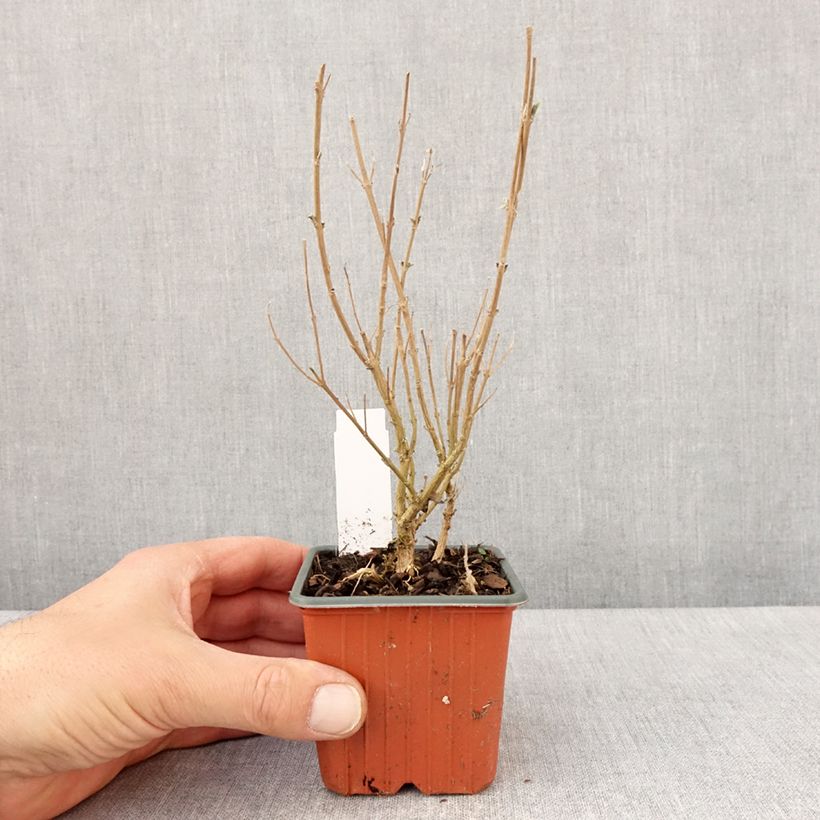 Caryopteris x clandonensis Kew Blue - Bluebeard 8/9 cm pot sample as delivered in spring