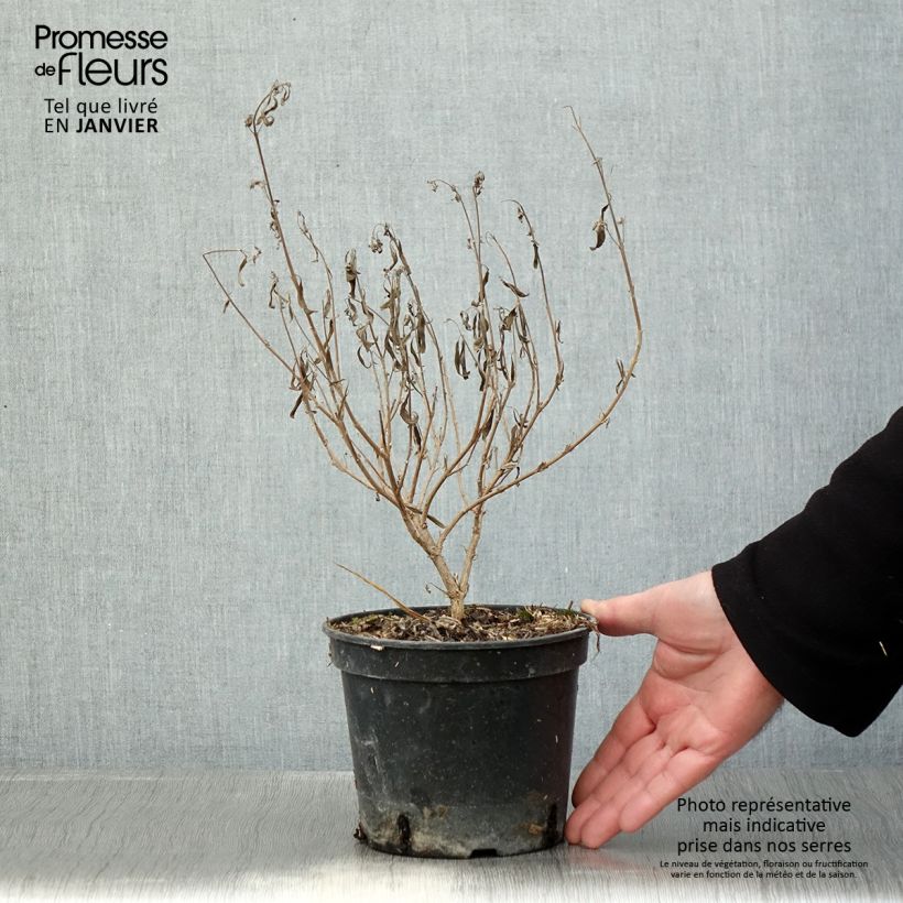 Caryopteris x clandonensis Kew Blue - Bluebeard 2L/3L pot sample as delivered in winter