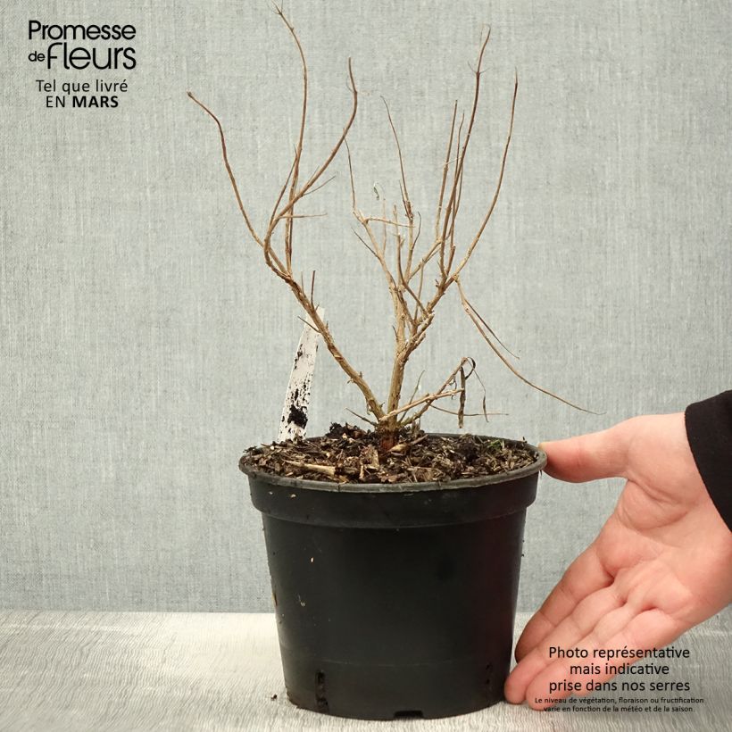 Caryopteris x clandonensis Kew Blue - Bluebeard 2L/3L pot sample as delivered in spring