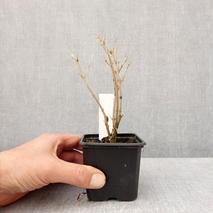 Caryopteris clandonensis Stephi - Bluebeard 8/9 cm pot sample as delivered in spring