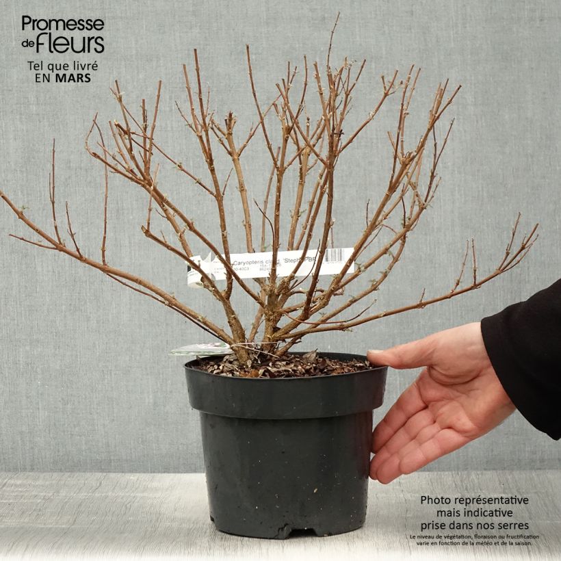 Caryopteris clandonensis Stephi - Bluebeard 3L/4L pot sample as delivered in spring