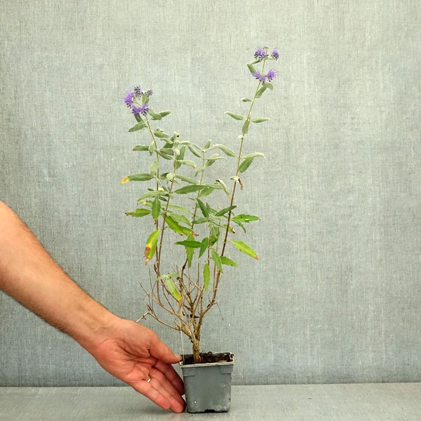 Caryopteris clandonensis Thetis - Bluebeard 8/9 cm pot sample as delivered in summer