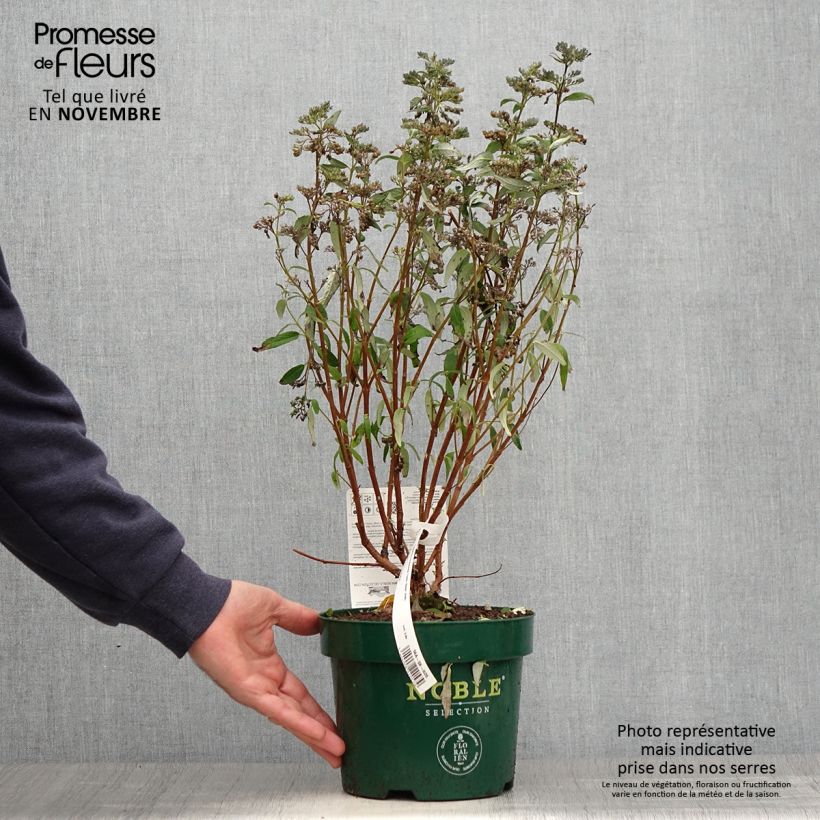 Caryopteris clandonensis Thetis - Bluebeard 2L/3L pot sample as delivered in autumn