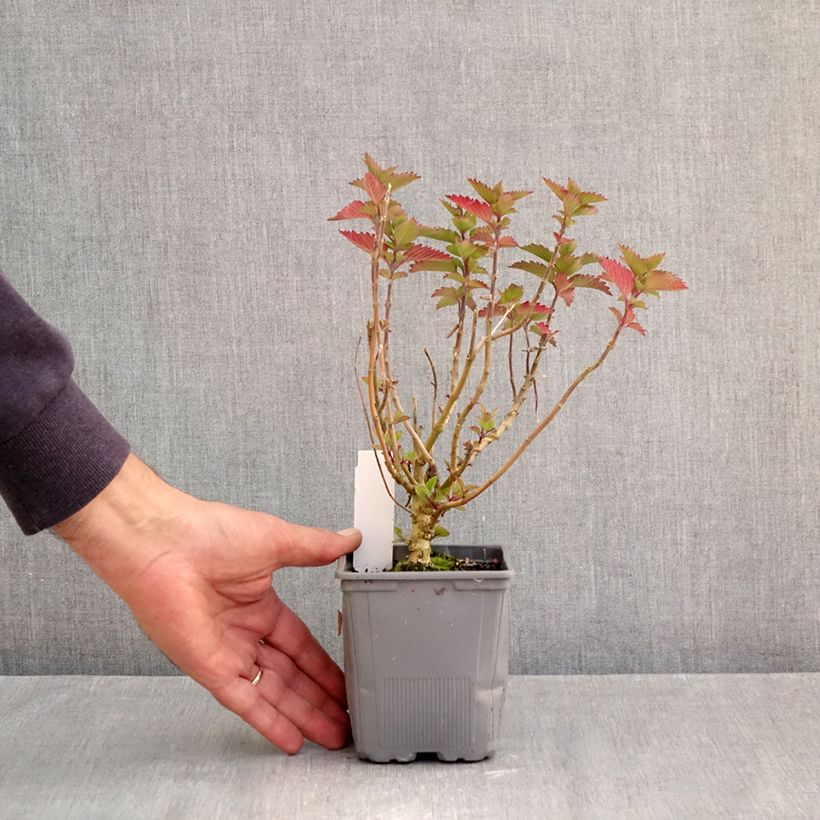 Caryopteris clandonensis Pavilion Pink - Bluebeard 8/9 cm pot sample as delivered in autumn