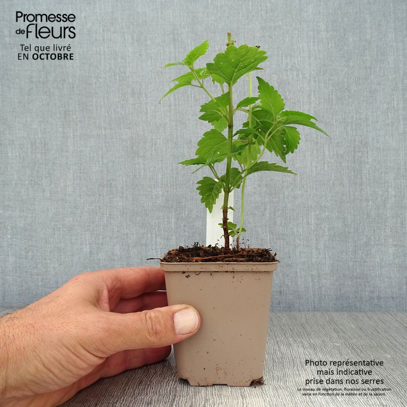 Caryopteris divaricata 8/9 cm pot sample as delivered in autumn