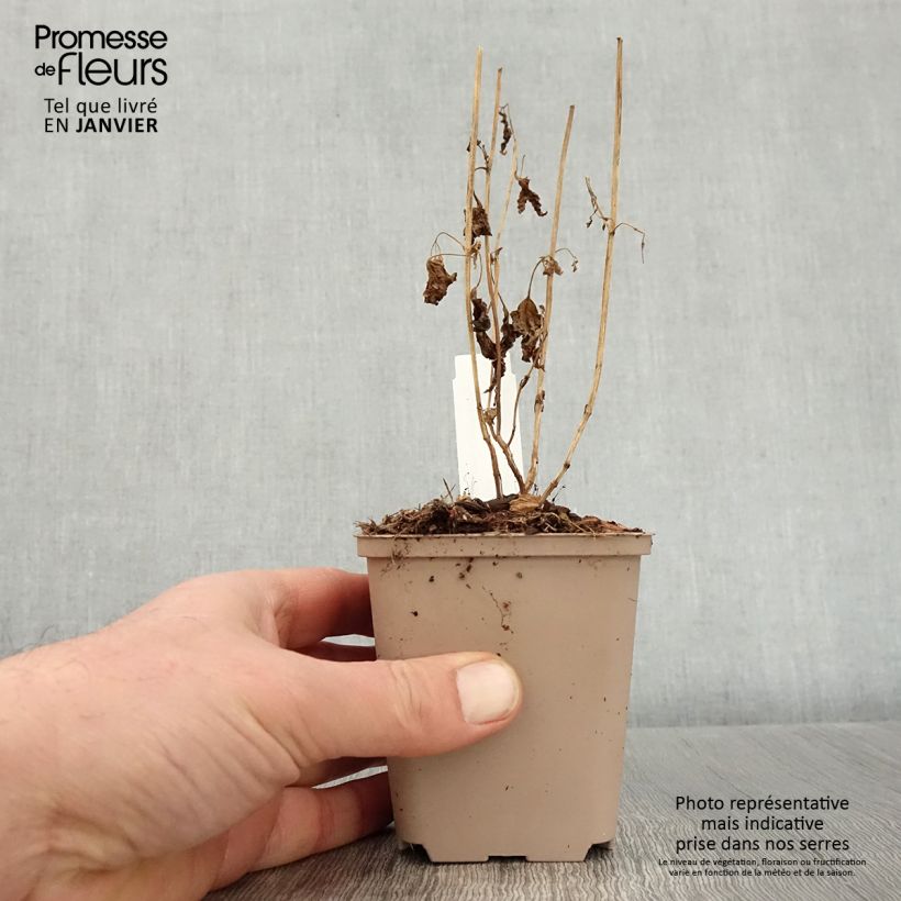 Caryopteris divaricata 8/9 cm pot sample as delivered in winter