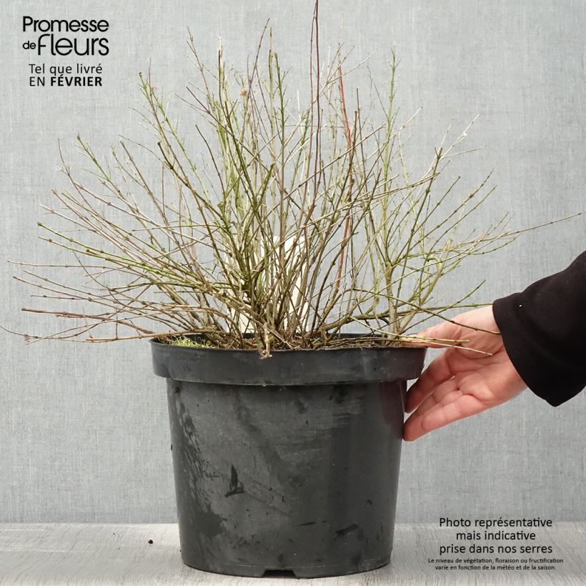 Caryopteris incana Sunshine Blue - Bluebeard 7.5L/10L pot sample as delivered in winter