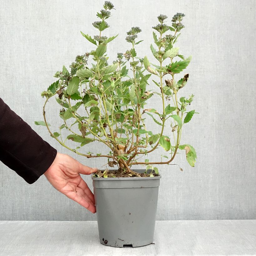 Caryopteris x clandonensis BLUE FOUNTAIN - Bluebeard 3L/4L pot sample as delivered in autumn