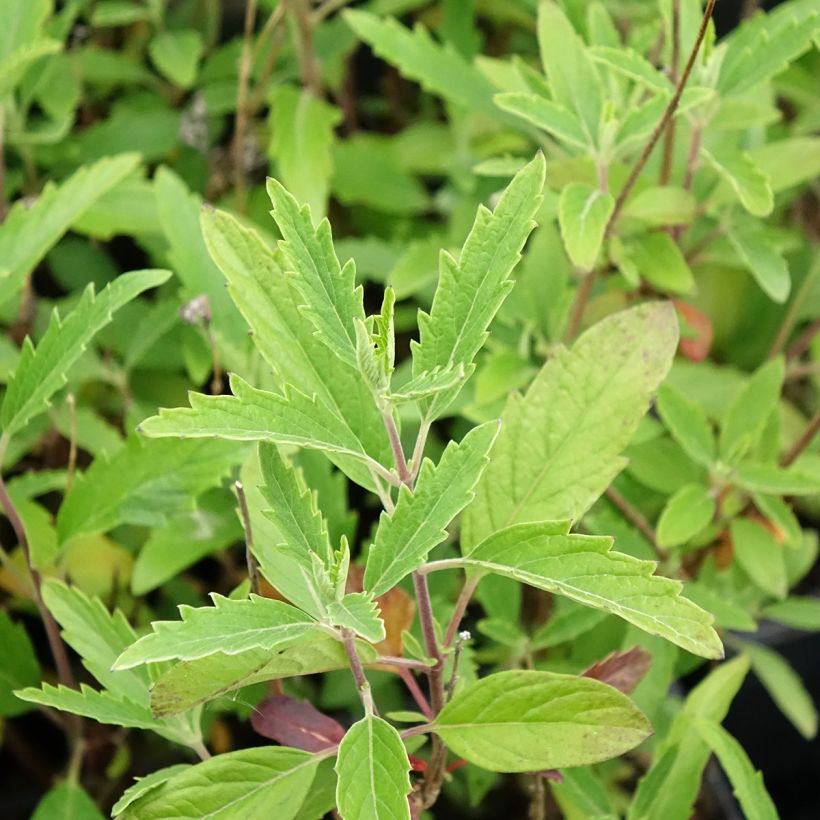 Caryopteris clandonensis Camara Dark Blue - Bluebeard (Foliage)