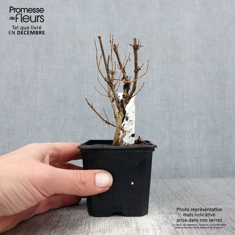 Caryopteris clandonensis Pavilion Pink - Bluebeard 8/9 cm pot sample as delivered in winter