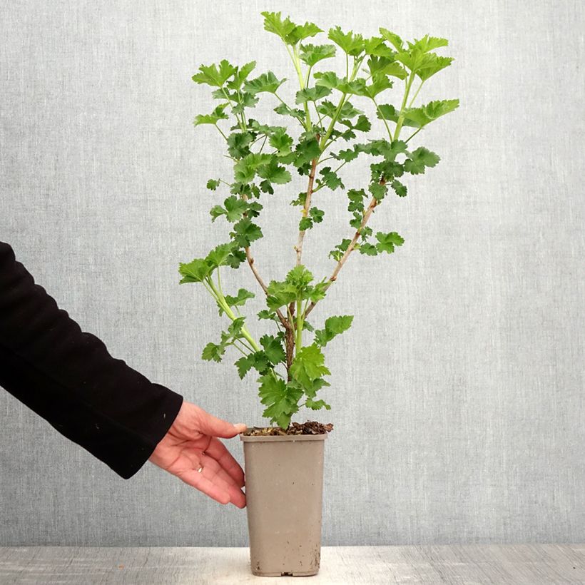 Jostaberry ConfiBerry Jodeli 1.5L/2L pot, Bush sample as delivered in spring