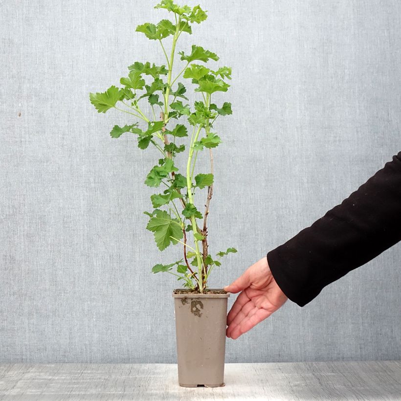 Jostaberry ConfiBerry Jogusto 1.5L/2L pot, Bush sample as delivered in spring