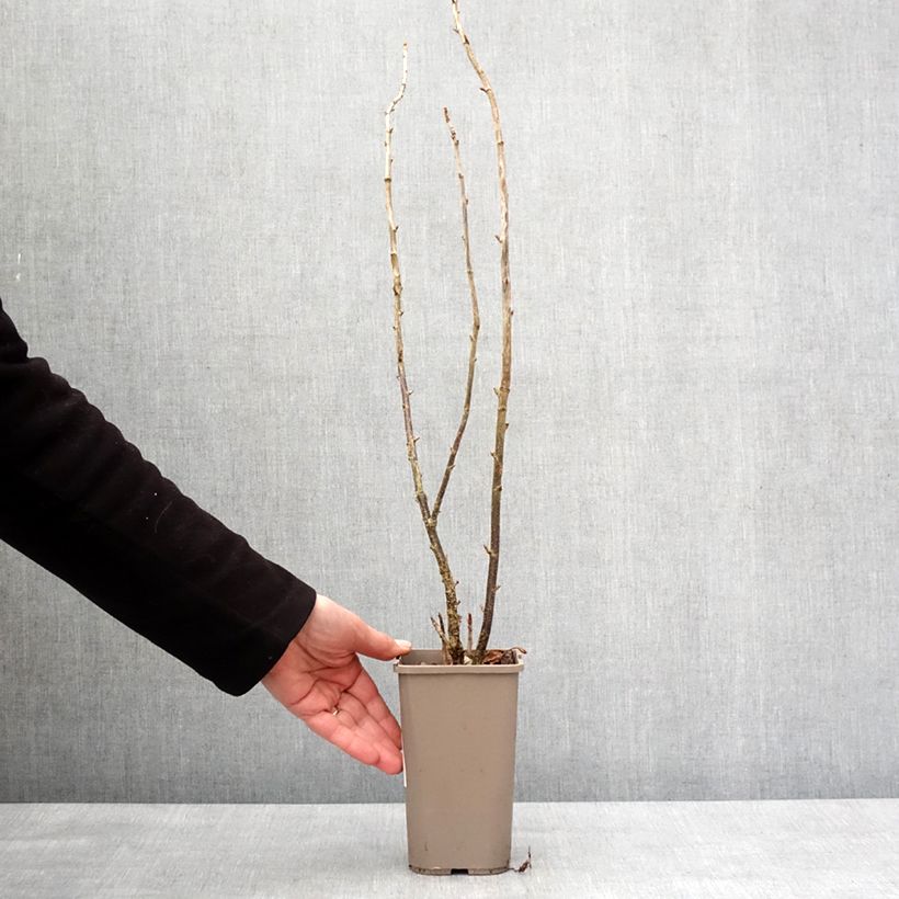 Jostaberry ConfiBerry Jodeli 1.5L/2L pot, Bush sample as delivered in winter