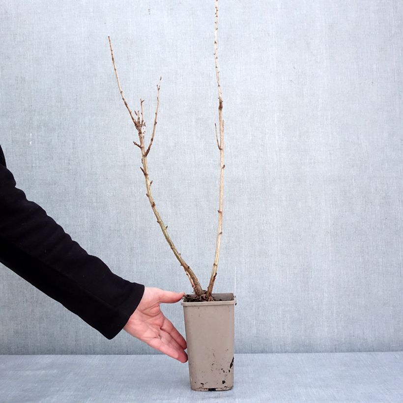 Jostaberry ConfiBerry Jogusto 1.5L/2L pot, Bush sample as delivered in winter