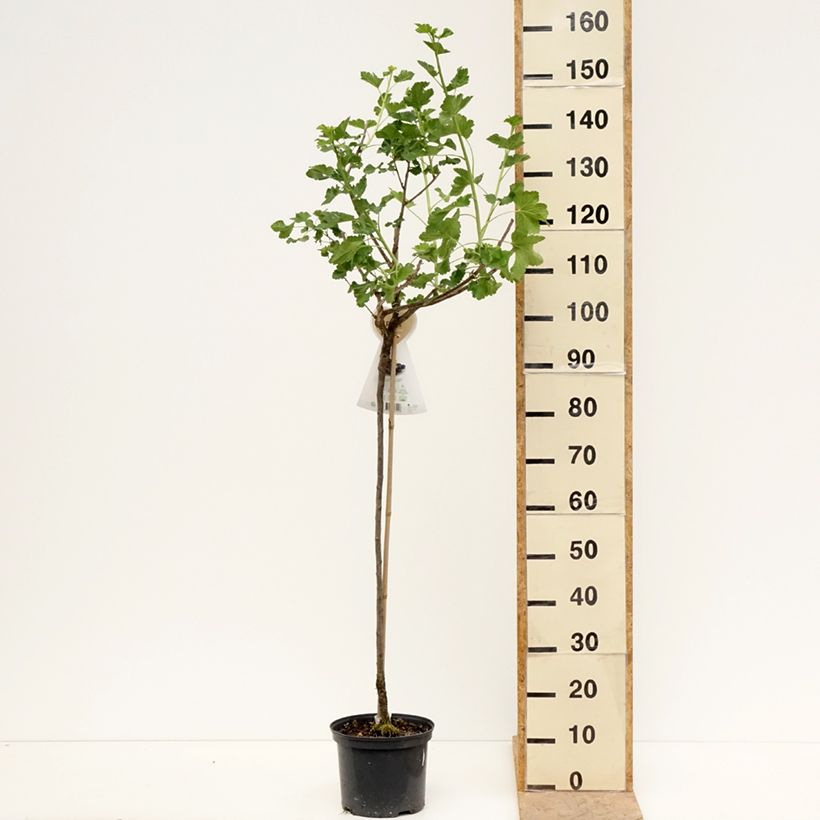 Ribes nidigrolaria Jostaberry 4L/5L pot, Half standard sample as delivered in spring