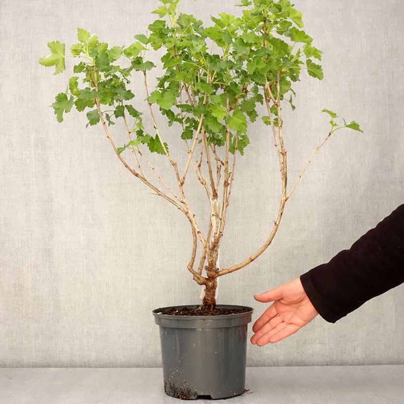 Ribes nidigrolaria Jostaberry 4L/5L pot sample as delivered in spring