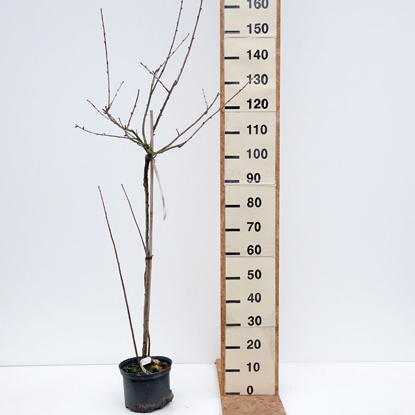 Ribes nidigrolaria Jostaberry 4L/5L pot, Half standard sample as delivered in autumn