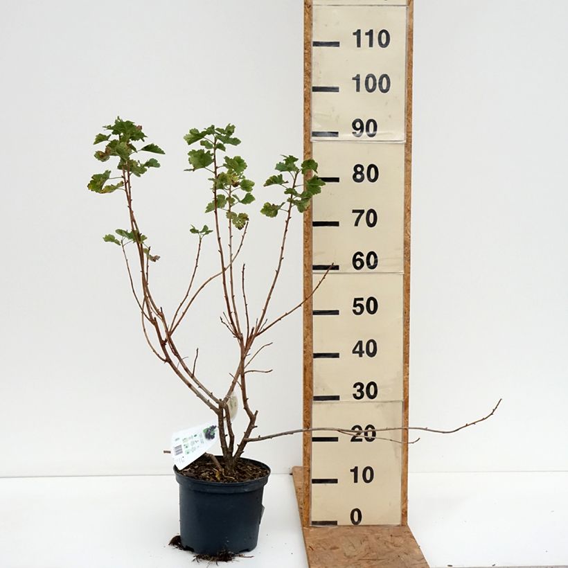 Ribes nidigrolaria Jostaberry 4L/5L pot sample as delivered in autumn