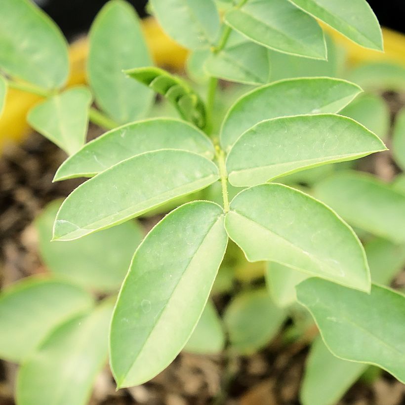 Senna corymbosa  (Foliage)