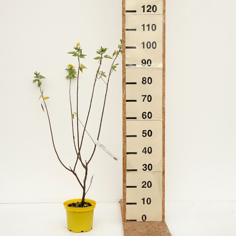 Senna corymbosa  3L/4L pot sample as delivered in autumn