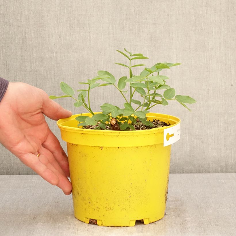 Senna corymbosa  3L/4L pot sample as delivered in spring