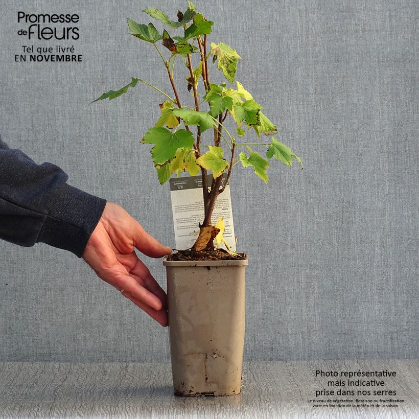 Blackcurrant Black Down - Ribes nigrum 1L/1.5L pot, Bush sample as delivered in autumn