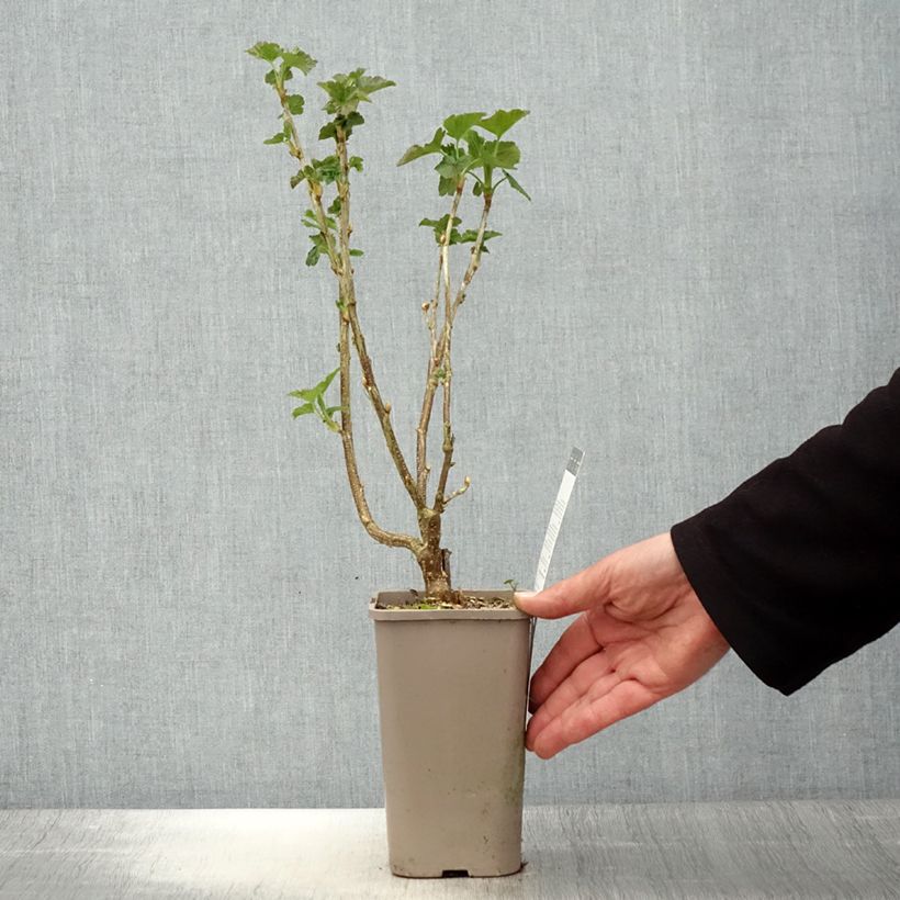 Blackcurrant Black'n Red Premiere - Ribes nigrum 1.5L/2L pot, Bush sample as delivered in spring