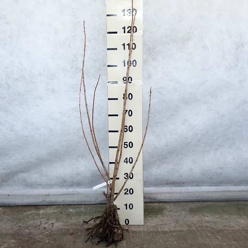 Blackcurrant Giant Boskoop - Ribes nigrum Bare root, Bush sample as delivered in winter