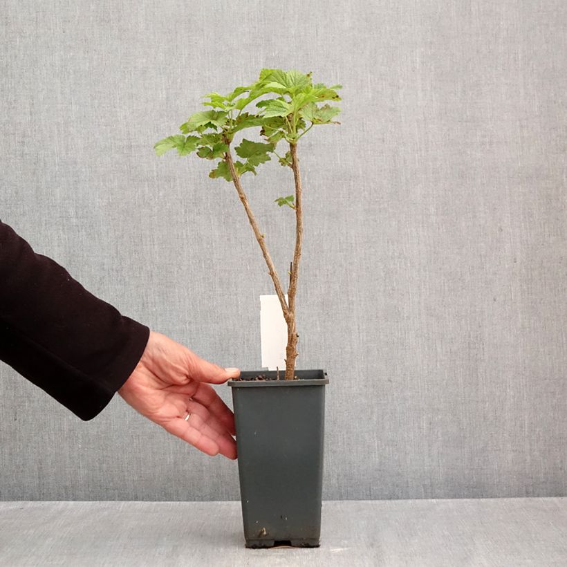 Blackcurrant Noir de Bourgogne - Ribes nigrum 1.5L/2L pot, Bush sample as delivered in autumn