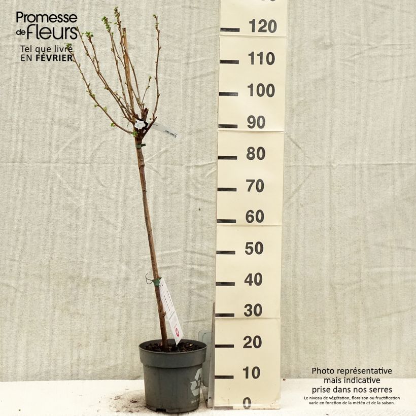 Ribes nigrum 'Ojebyn' 6L/7L pot sample as delivered in winter