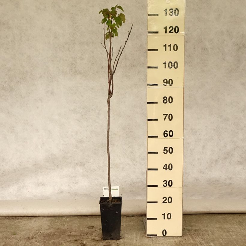 Blackcurrant Titania - Ribes nigrum 1.5L/2L pot, Standard sample as delivered in summer
