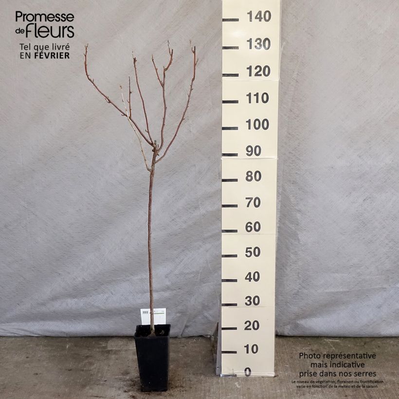 Blackcurrant Titania - Ribes nigrum 1.5L/2L pot sample as delivered in winter