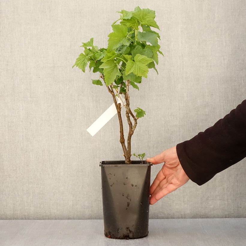Blackcurrant Triton - Ribes nigrum  2L/3L pot, Clump sample as delivered in spring